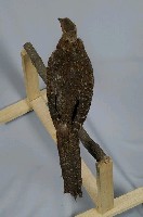藍腹鷴藏品圖，第7張